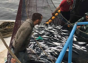 Karadeniz palamudunda erken avlanma tehlikesi!
