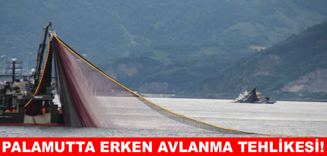 Karadeniz palamudunda erken avlanma tehlikesi!