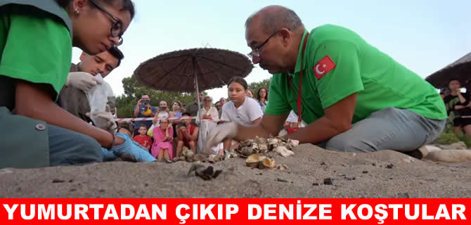 Çıralı'da 2 bin 758 deniz kaplumbağası yavrusu denizle buluştu