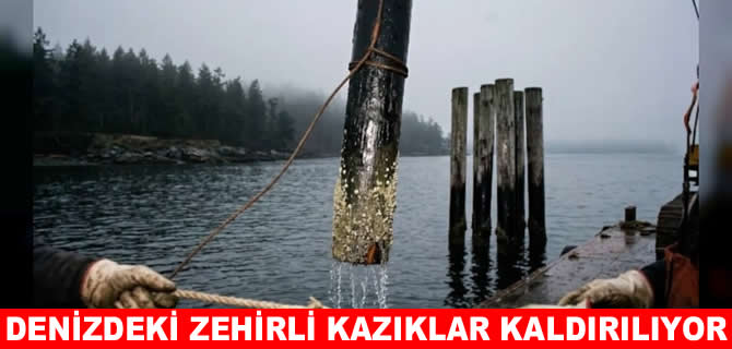 Denizdeki zehirli kazıklar kaldırılıyor