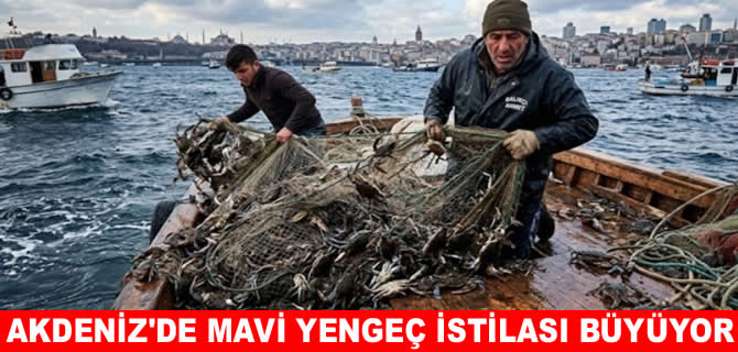 Akdeniz kıyılarında mavi yengeç istilası büyüyor