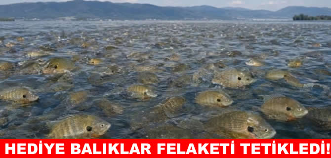 Hediye edilen 18 balık, felakete yol açtı