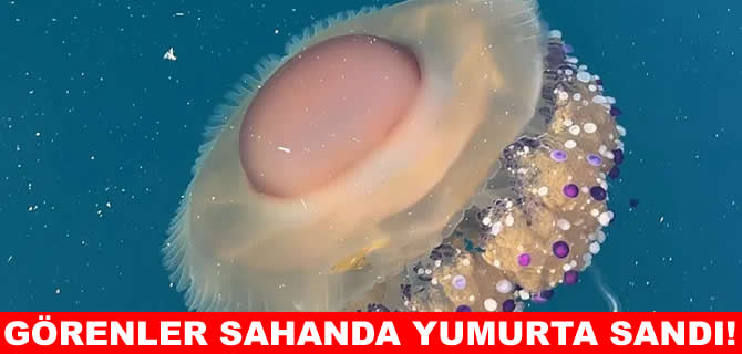Marmara’da sahanda yumurtaya benzeyen denizanası görüntülendi