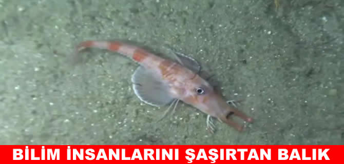 Deniz tabanında geriye yürüyen balık keşfedildi!