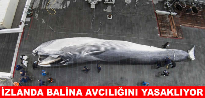 İzlanda balina avcılığını kalıcı olarak yasaklıyor