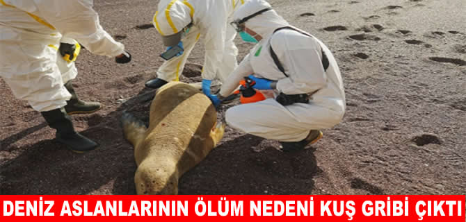Kuş gribi ilk kez deniz aslanında tespit edildi