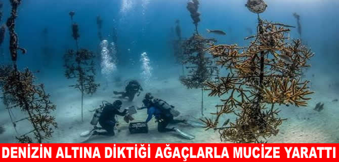 Denizin dibine 200 bin ağaç dikti: Bölgenin kaderini değiştirdi