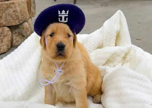 Royal Caribbean’ın baş köpek subayı Dolly oldu
