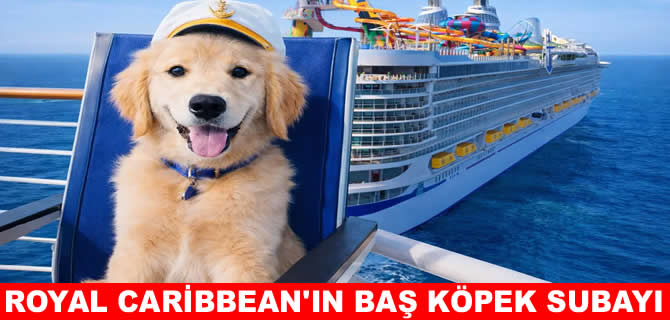 Royal Caribbean’ın baş köpek subayı Dolly oldu