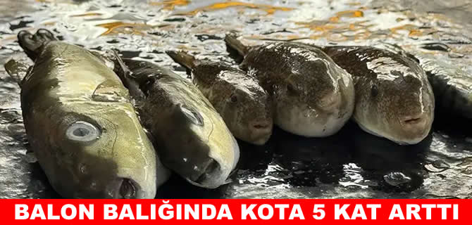 Balon balığı desteğinde üst limit değişti