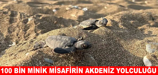 Akdeniz’de 100 bin minik misafir yolculuğa çıktı