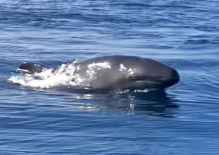 Yeni Zelanda'da en az 12 cüce katil balina öldü
