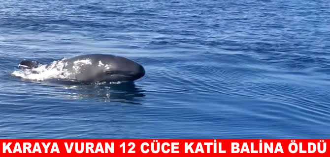 Yeni Zelanda'da en az 12 cüce katil balina öldü