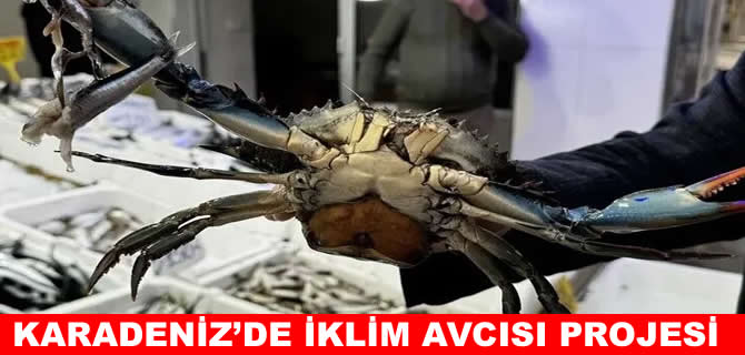 Karadeniz'deki istilacı türler ekonomiye kazandırılacak