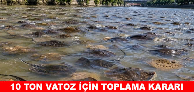 Vatoz balıkları için toplama çalışması başlatıldı