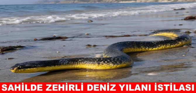 Zehirli deniz yılanları sahili istila etti