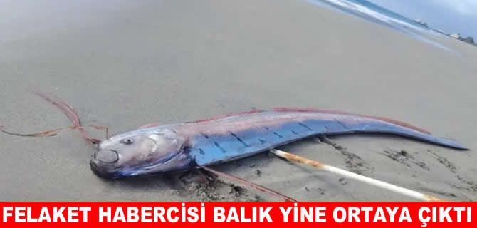 Felaket habercisi balık yine ortaya çıktı
