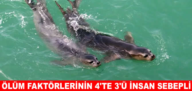 Akdeniz fokları için koruma seferberliği