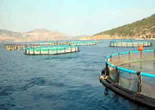 Balık çiftlikleri Salih Adası açıklarına taşındı