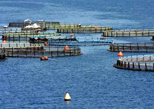 Didim'de balık çiftlikleri sorunu büyüyor