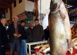 Gölde 143 kiloluk turna balığı yakalandı