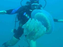 İspanya kıyılarına denizanası istilası