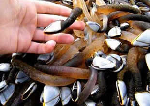 Denizden çıkan garip yaratık herkesi şaşırttı