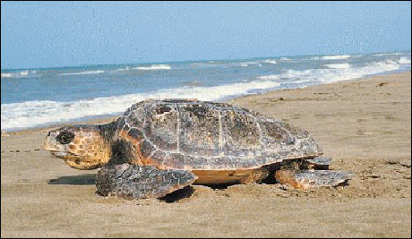 Dalyan’da Caretta Caretta turizmi