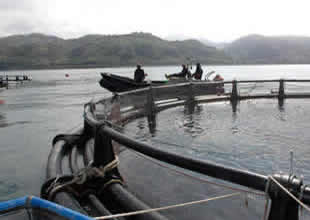 Karadeniz'de kültür balıkçılığına ilgi arttı