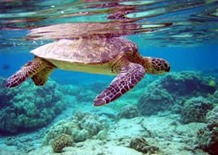 Caretta yuvaları, koruma altına alınıyor