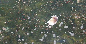 İzmir'de fareler denize döküldü