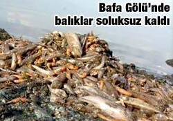 Bafa Gölü'nü kuşlar da terk ediyor