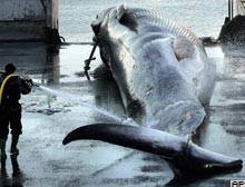 İzlanda balina av yasağını kaldırdı