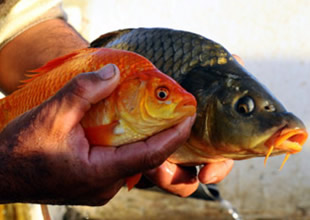 Yozgat'ta balıkçılık yeni geçim kapısı oldu