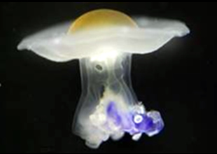 Denizanaları ilk defa yapay ortamda üretildi