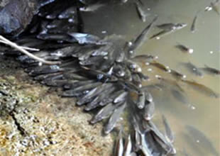 Sakarya Nehri'nde toplu balık ölümü