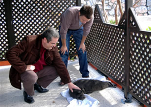 Bozyazı Yat Limanı'nda yavru fok bulundu