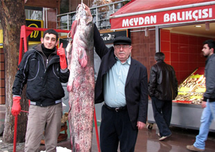 2 metre boyunda yayın balığı yakalandı