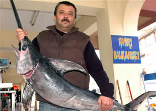 1,5 metrelik kılıç balığı sergileniyor