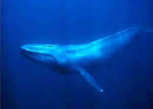 Avustralya sahillerinde bir mavi balina görüldü