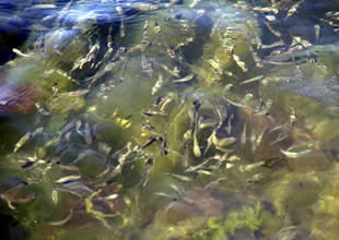 TKDK, Malatya'da balık işletmesi kuracak
