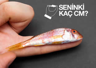 Yavru balıklar için 420 bin imza toplandı