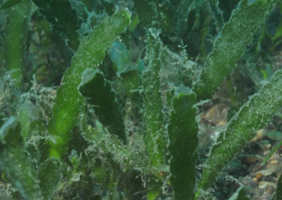 'Katil yosun'un katili deniz tavşanı çıktı