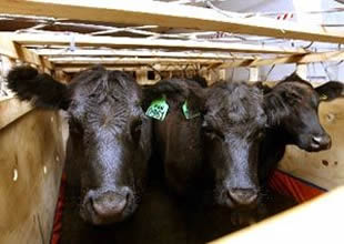 Bandırma Limanı'na 46 bin Angus geldi