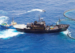 Sea Shepherd örgütünün başı belada