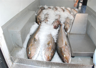 Yakalanan Akya balıkları görenleri şaşırttı