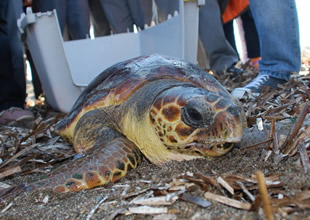 Ağa takılan caretta caretta kurtarıldı