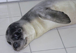 Dokunmayın fok Badem'in keyfine!