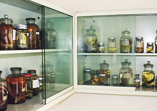 Türkiye'nin balık arşivinde 468 tür mevcut