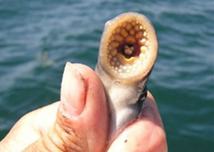 Lamprey balığı görenleri şaşkına çeviriyor
